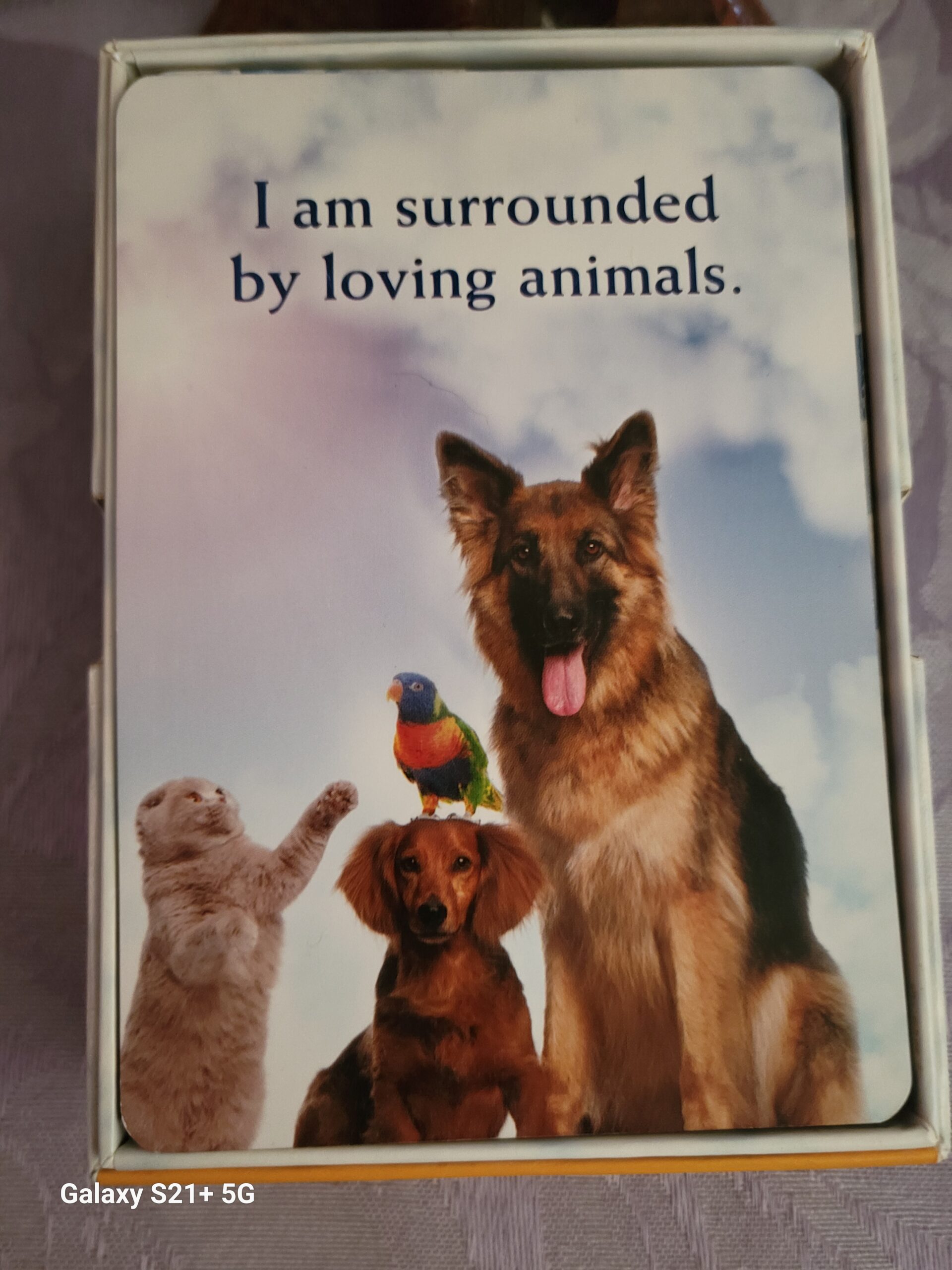 Daily Card Readings ~ I am surrounded by loving animals